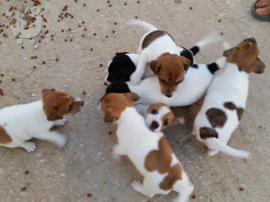 PoulaTo: Jack Russell